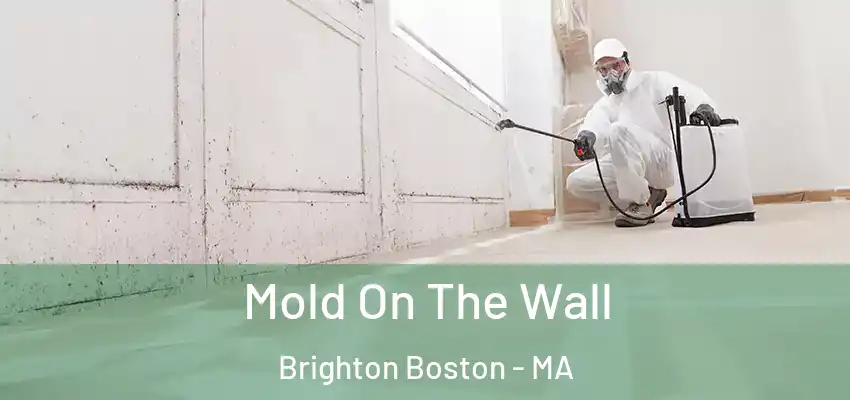  Mold On The Wall Brighton Boston - MA