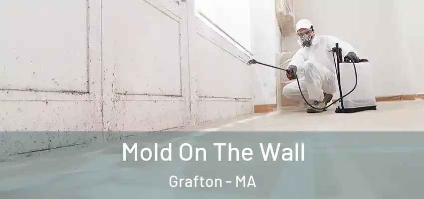  Mold On The Wall Grafton - MA