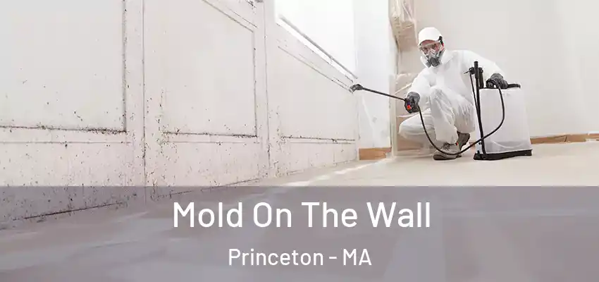 Mold On The Wall Princeton - MA