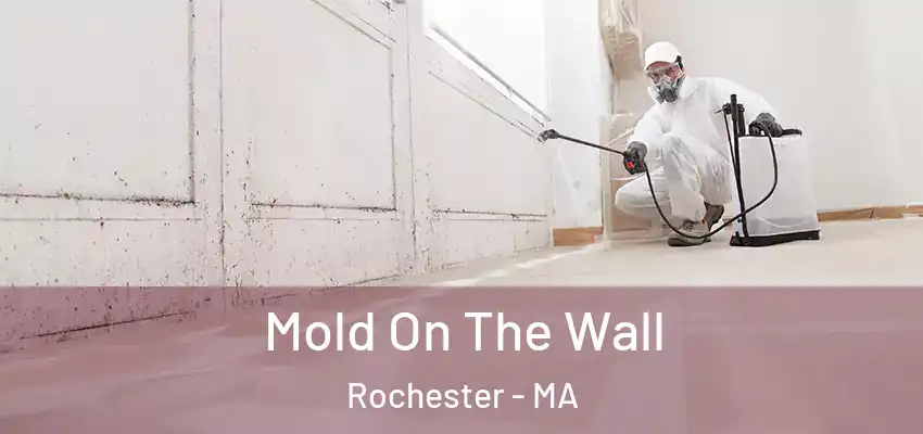 Mold On The Wall Rochester - MA