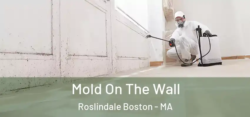 Mold On The Wall Roslindale Boston - MA