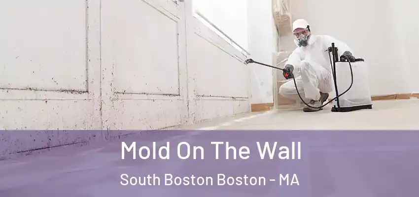 Mold On The Wall South Boston Boston - MA