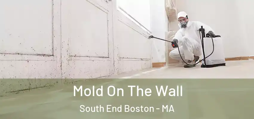  Mold On The Wall South End Boston - MA