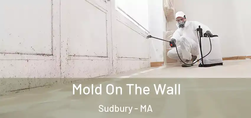  Mold On The Wall Sudbury - MA