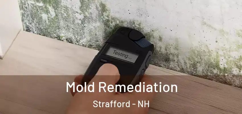 Mold Remediation Strafford - NH