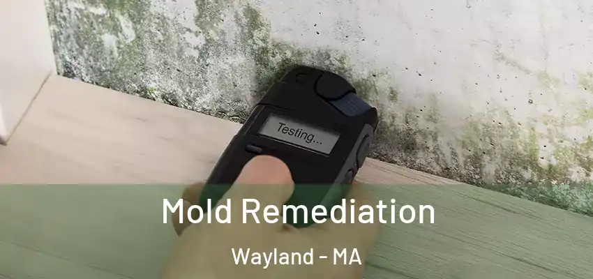  Mold Remediation Wayland - MA