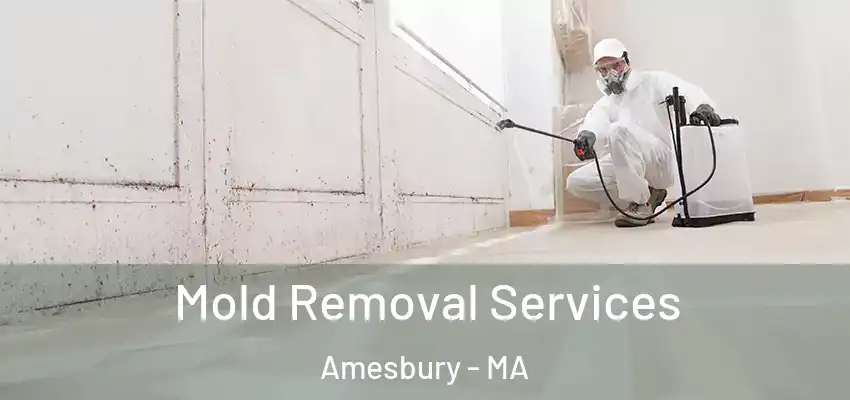  Mold Removal Services Amesbury - MA