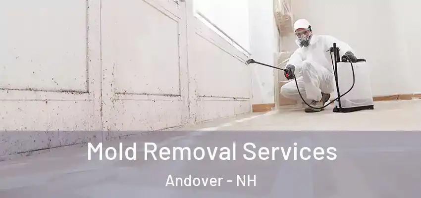 Mold Removal Services Andover - NH