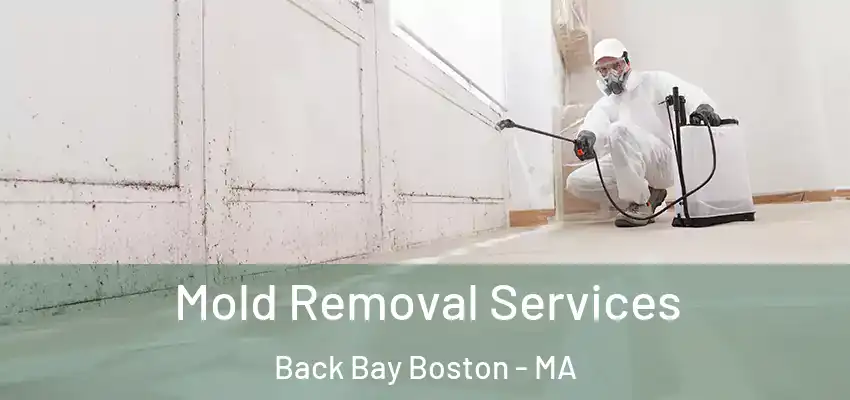  Mold Removal Services Back Bay Boston - MA