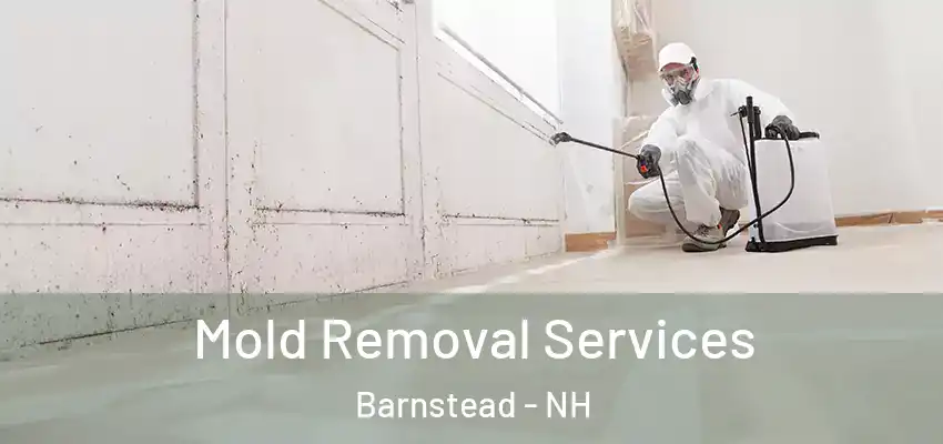 Mold Removal Services Barnstead - NH