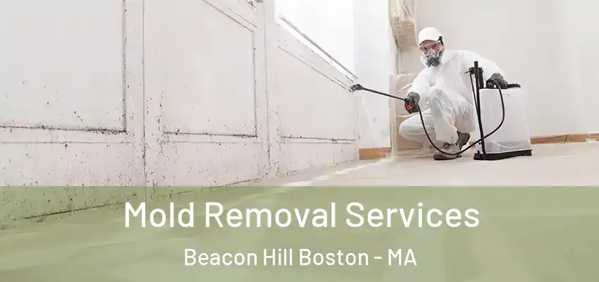  Mold Removal Services Beacon Hill Boston - MA