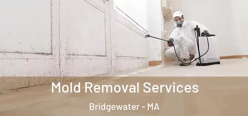 Mold Removal Services Bridgewater - MA