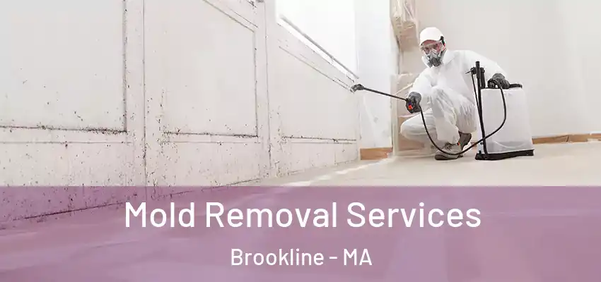  Mold Removal Services Brookline - MA