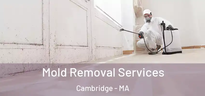 Mold Removal Services Cambridge - MA