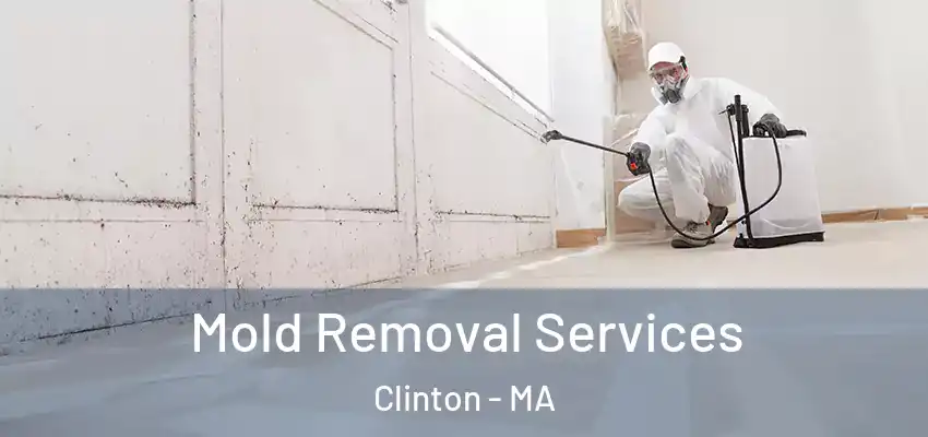 Mold Removal Services Clinton - MA