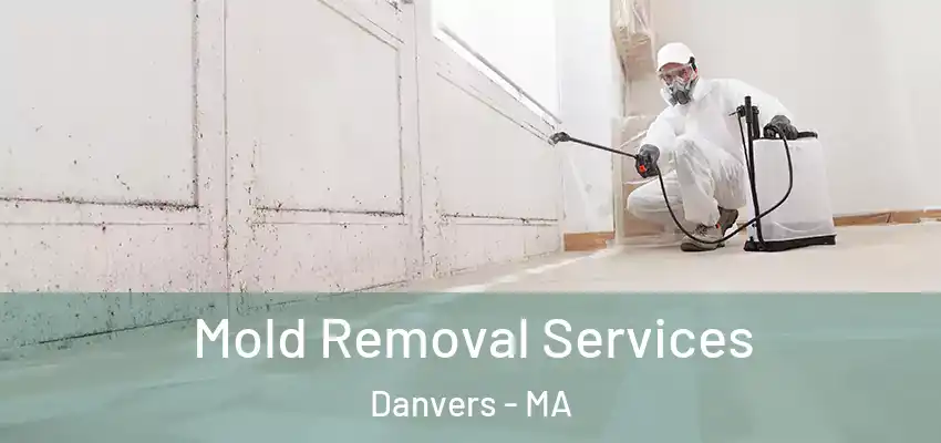  Mold Removal Services Danvers - MA