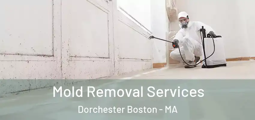  Mold Removal Services Dorchester Boston - MA