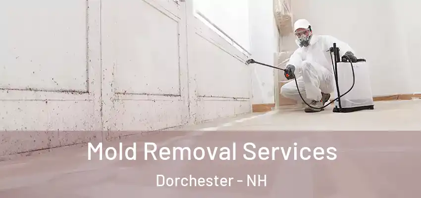  Mold Removal Services Dorchester - NH