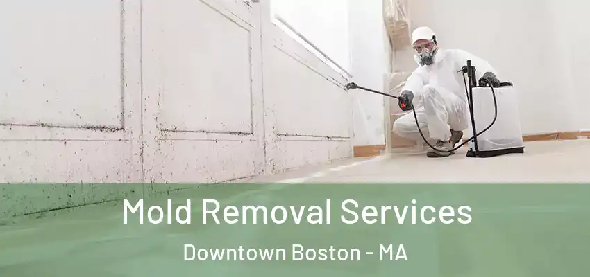  Mold Removal Services Downtown Boston - MA