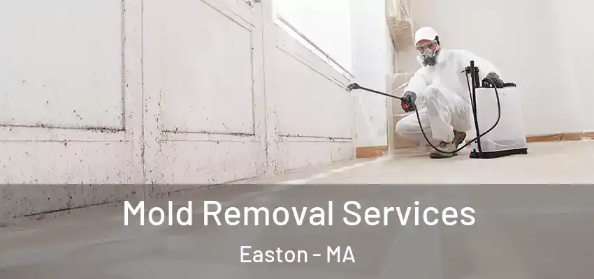  Mold Removal Services Easton - MA