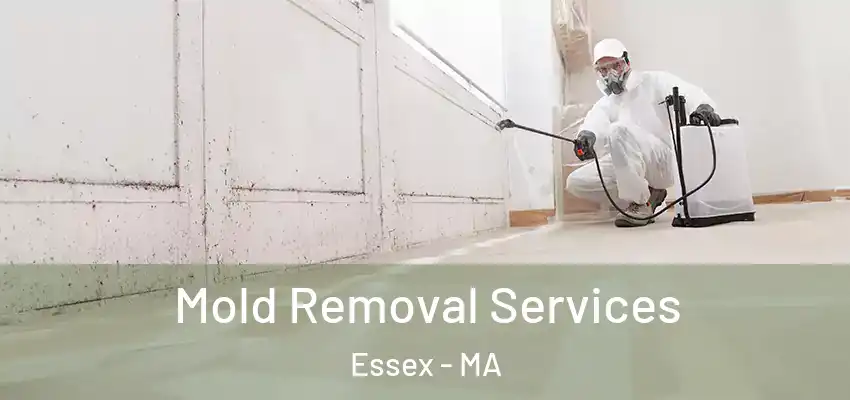  Mold Removal Services Essex - MA