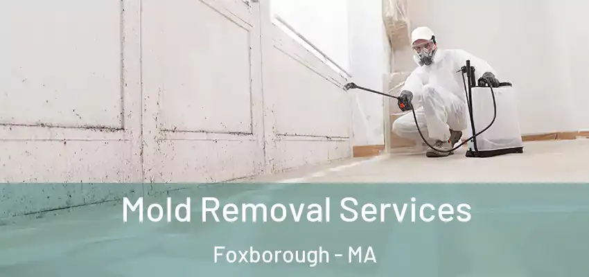 Mold Removal Services Foxborough - MA