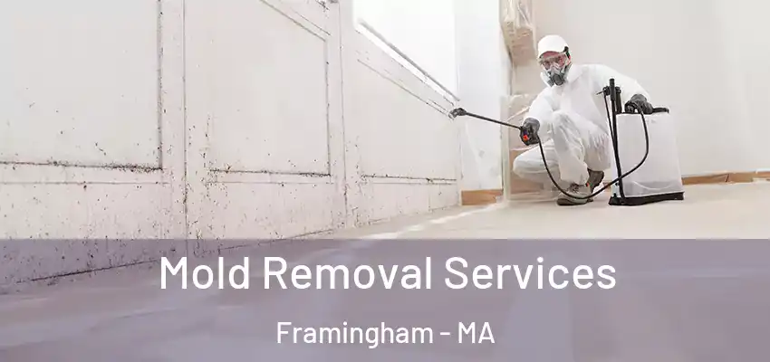  Mold Removal Services Framingham - MA