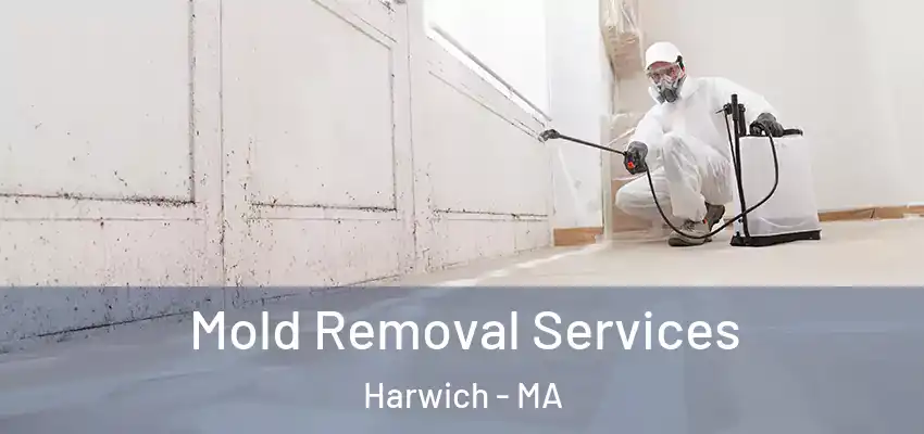 Mold Removal Services Harwich - MA
