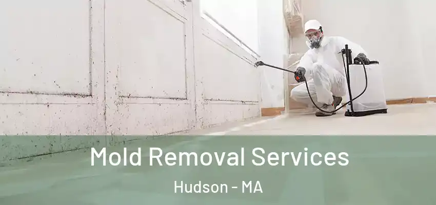 Mold Removal Services Hudson - MA