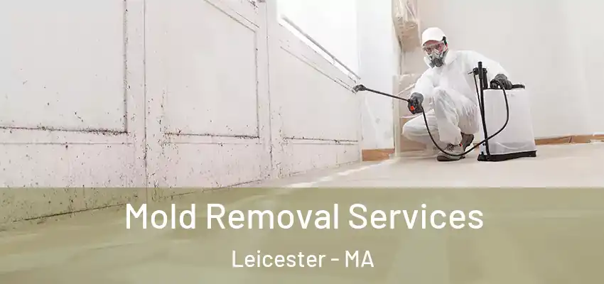 Mold Removal Services Leicester - MA
