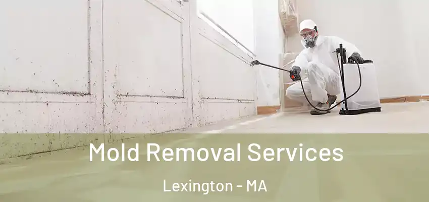 Mold Removal Services Lexington - MA