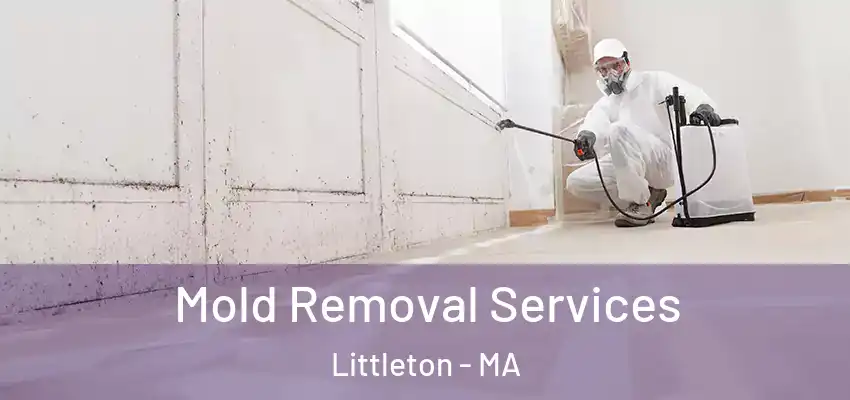 Mold Removal Services Littleton - MA