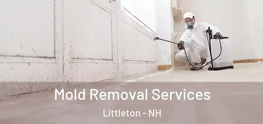  Mold Removal Services Littleton - NH