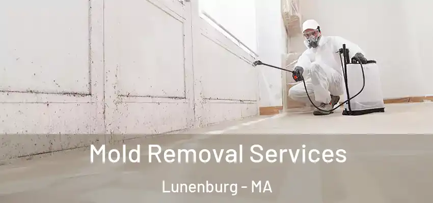 Mold Removal Services Lunenburg - MA