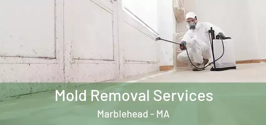 Mold Removal Services Marblehead - MA