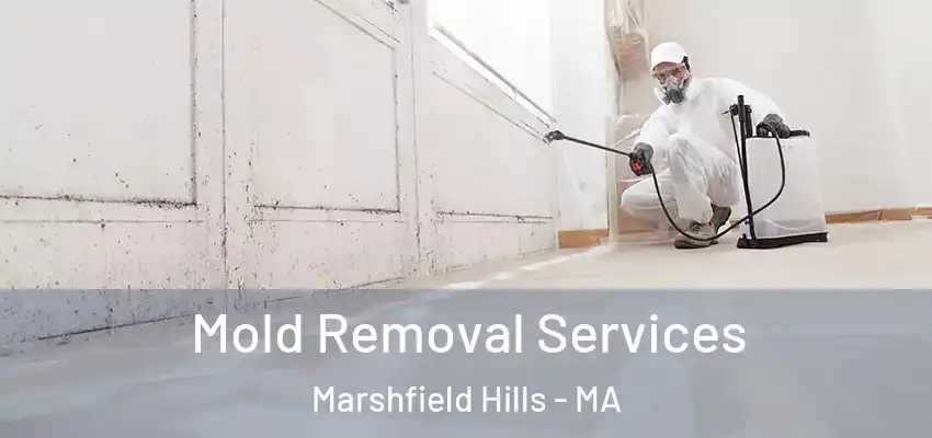 Mold Removal Services Marshfield Hills - MA