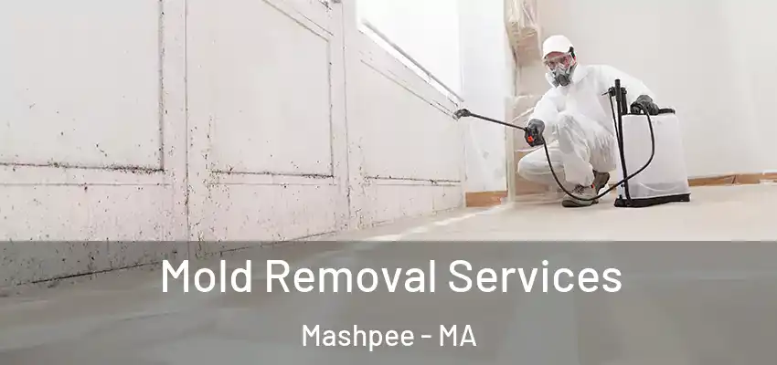 Mold Removal Services Mashpee - MA