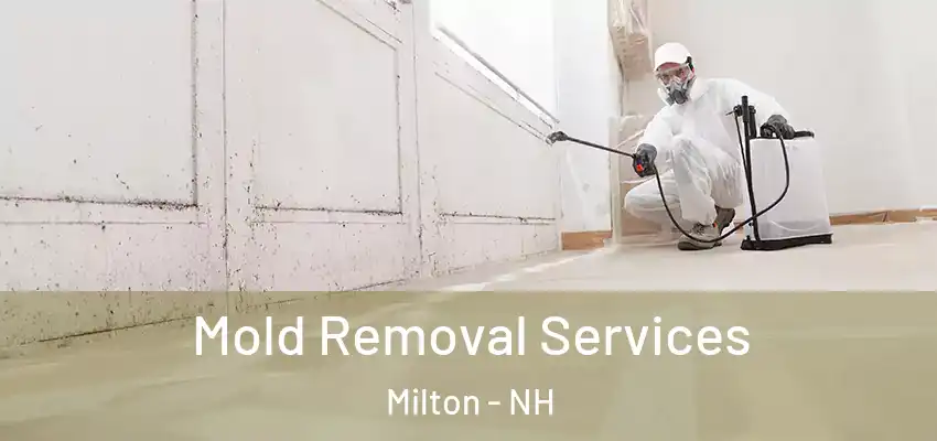 Mold Removal Services Milton - NH