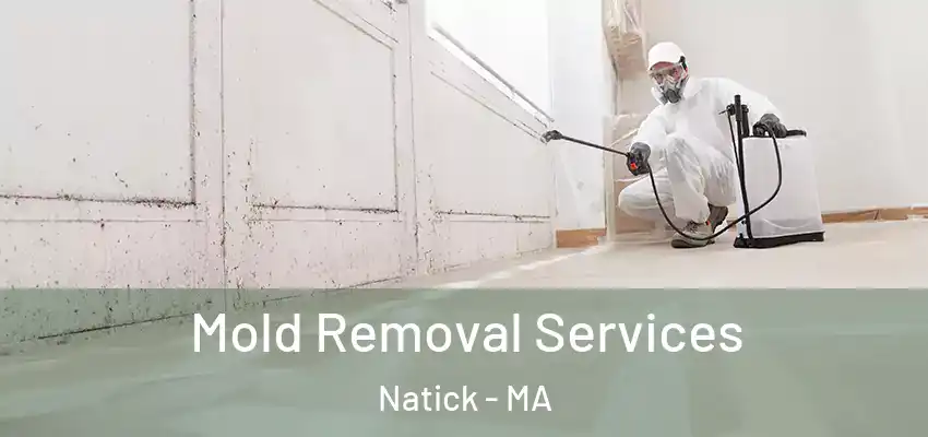 Mold Removal Services Natick - MA