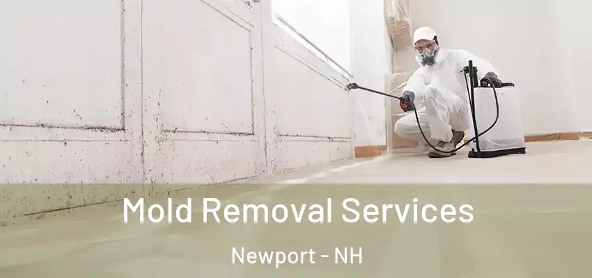 Mold Removal Services Newport - NH