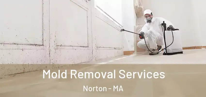 Mold Removal Services Norton - MA