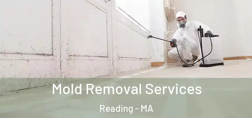  Mold Removal Services Reading - MA