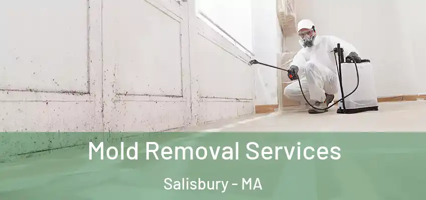  Mold Removal Services Salisbury - MA