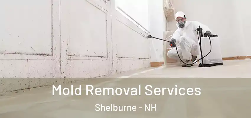  Mold Removal Services Shelburne - NH
