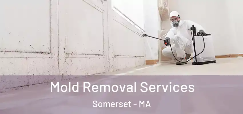 Mold Removal Services Somerset - MA