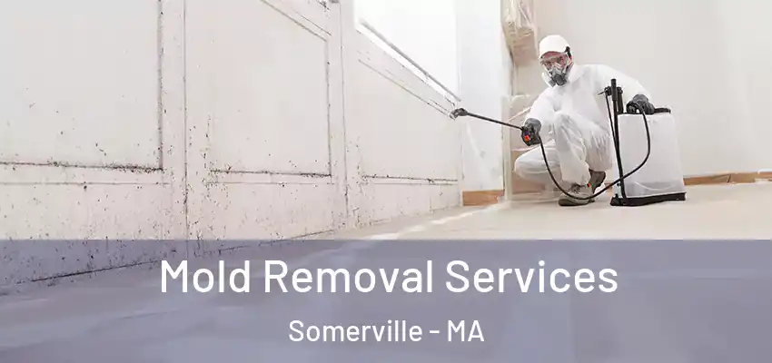  Mold Removal Services Somerville - MA
