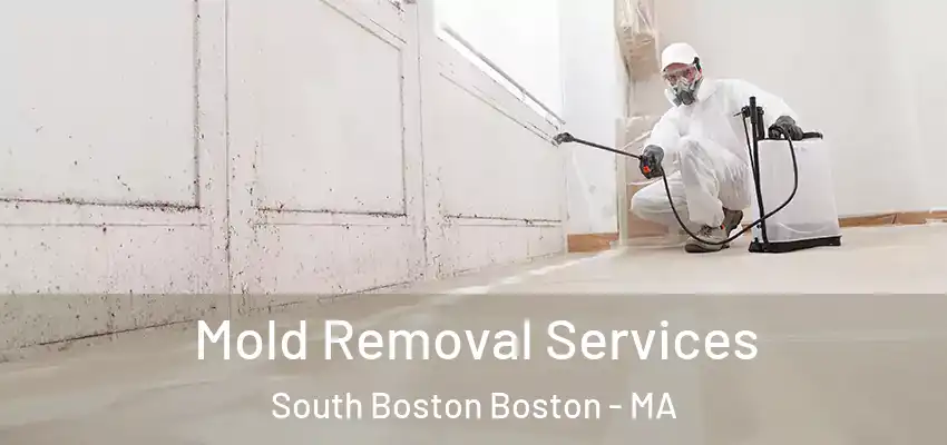  Mold Removal Services South Boston Boston - MA