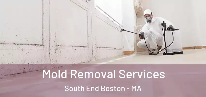  Mold Removal Services South End Boston - MA