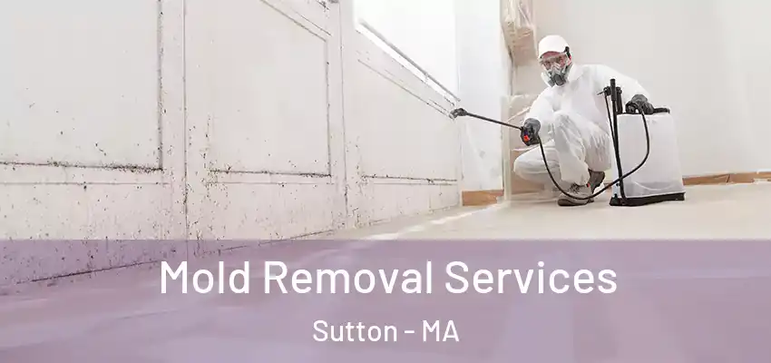 Mold Removal Services Sutton - MA