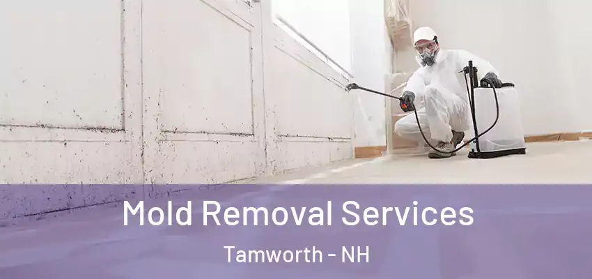  Mold Removal Services Tamworth - NH